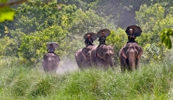 Bardiya